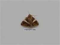 藏品(夜蛾360)的圖片